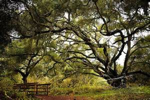 Live Oak Tree